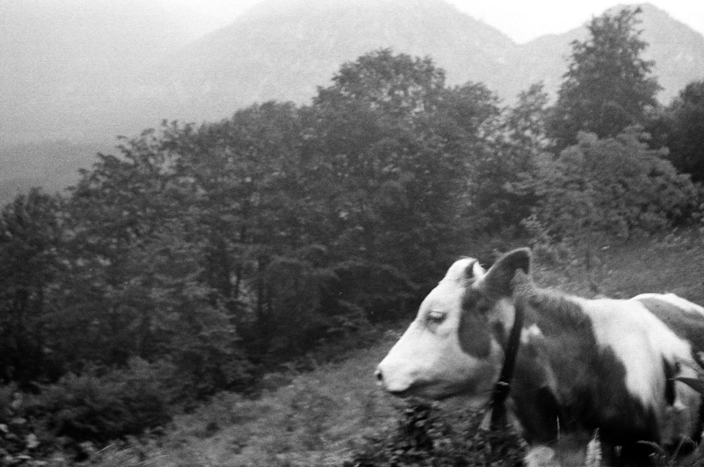 Cows of the Charpathians