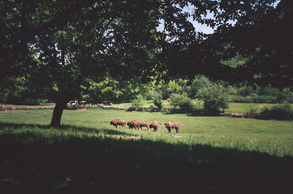 aurochs in Hateg - Romania (1)