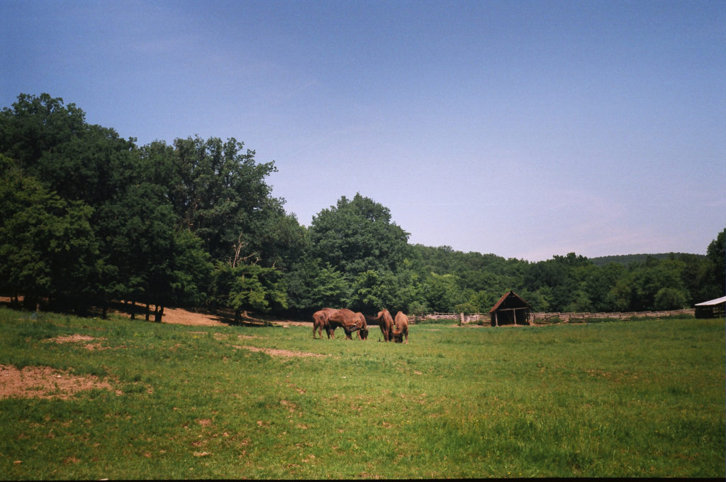 aurochs in Hateg - Romania (2)